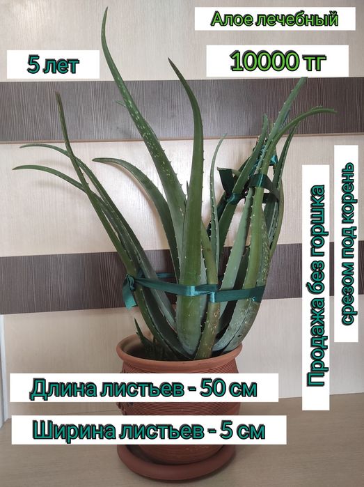 . Комнатные цветы растения алое