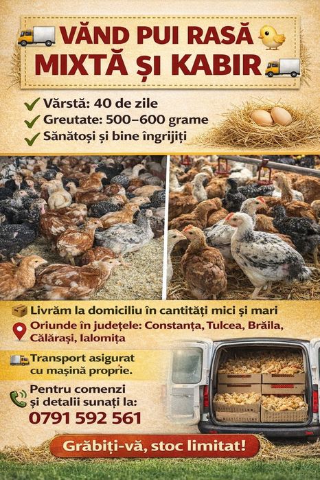 Pui rasa mixta si kabir 15 lei