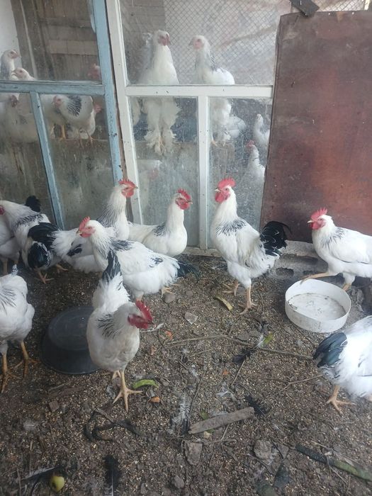Продам Адлеров 4 месяцев