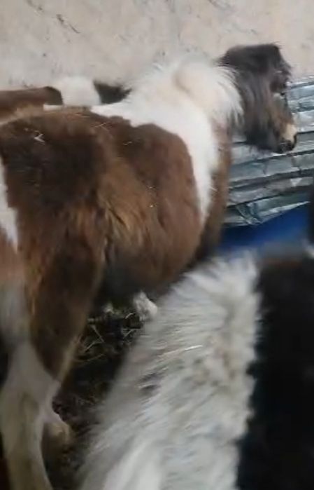 Продам пони и жеребца