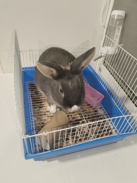 Кролик декоротивный