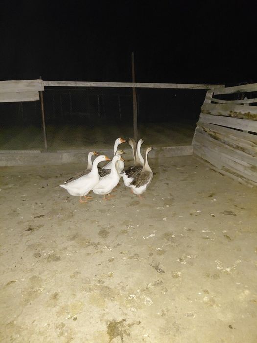 Инкубационные гусинные яйца