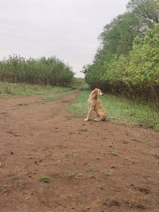 Продаю тазы .Продаю Гончи
