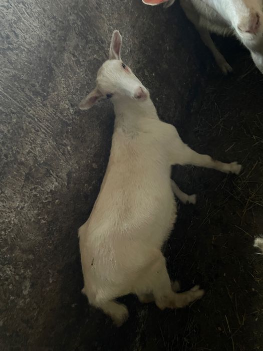 Vând țap și ieduță Saanen – fătați în martie