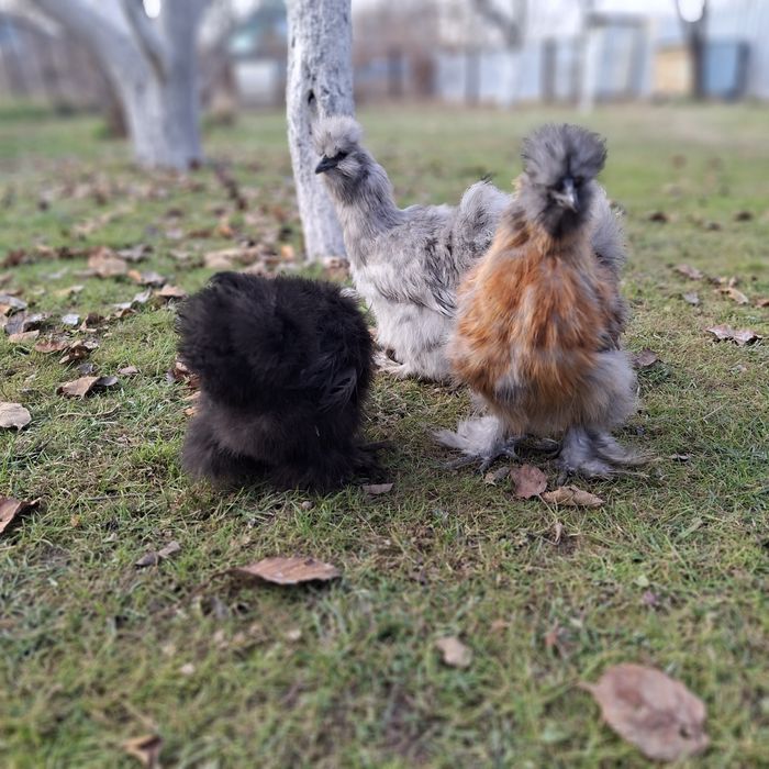 Шёлковые куры семья