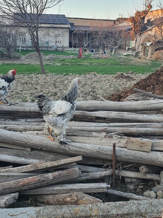 Брама хурозлар сотилади