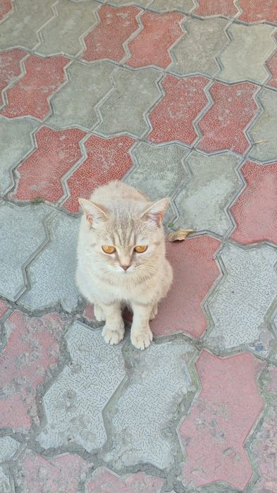 Кошечка отдаётся в хорошие руки.