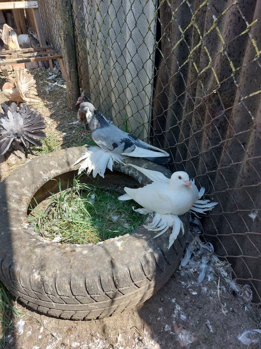 Vind porumbei tineret și maturi