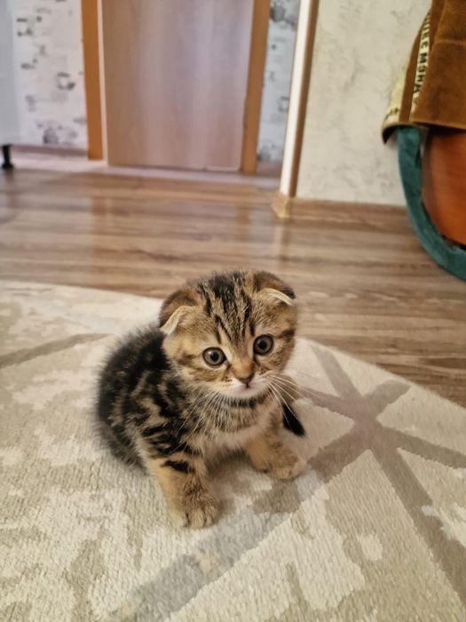 Котик Шотландец