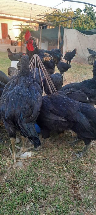 Qorashagzoda va chatishgan jojalar