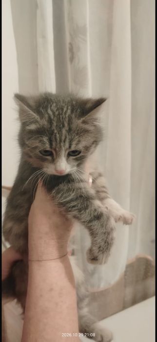 Отдам котят, две девочки