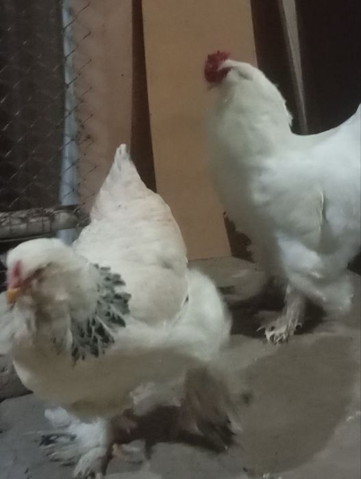 Brama tovuq xoroz sotiladi