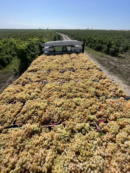 Struguri de vin PRODUCATOR