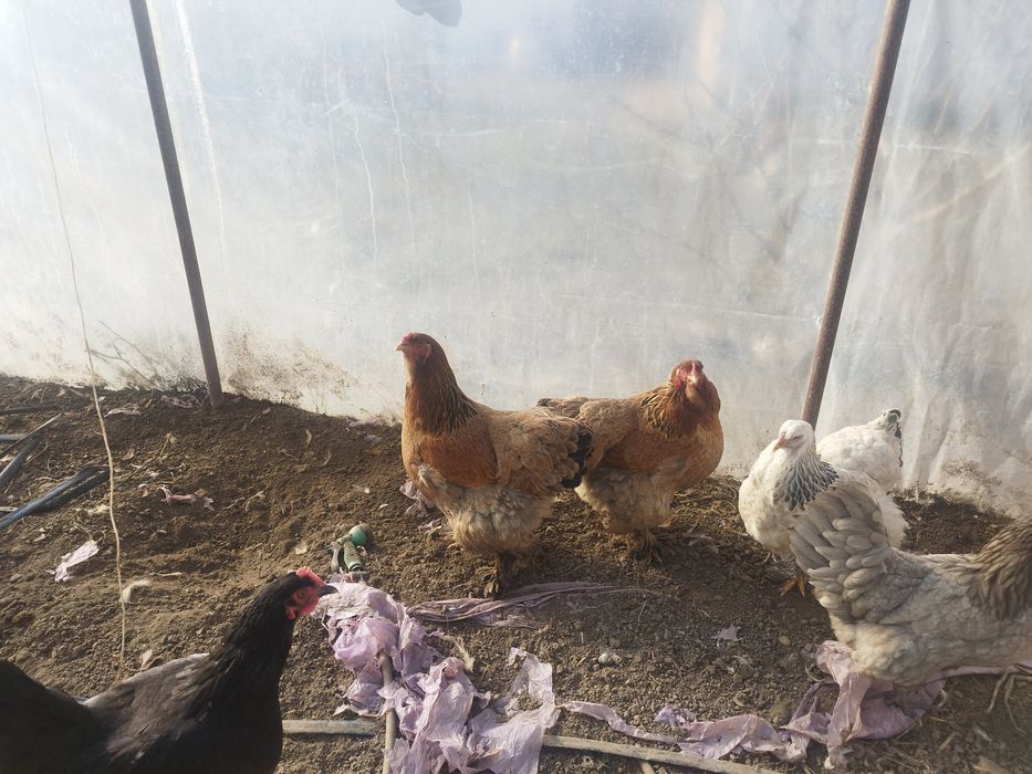 Brahma, chabo, fazan comun, rate alergatoare sau rate indiene