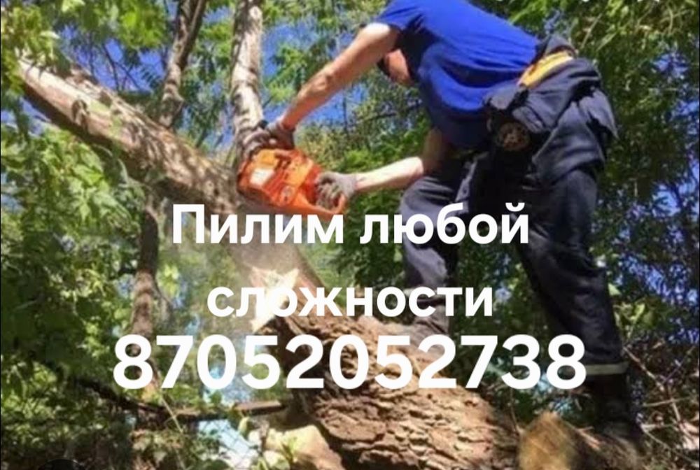 Спилить. Спил. Спилим. Пилим деревья любой сложности