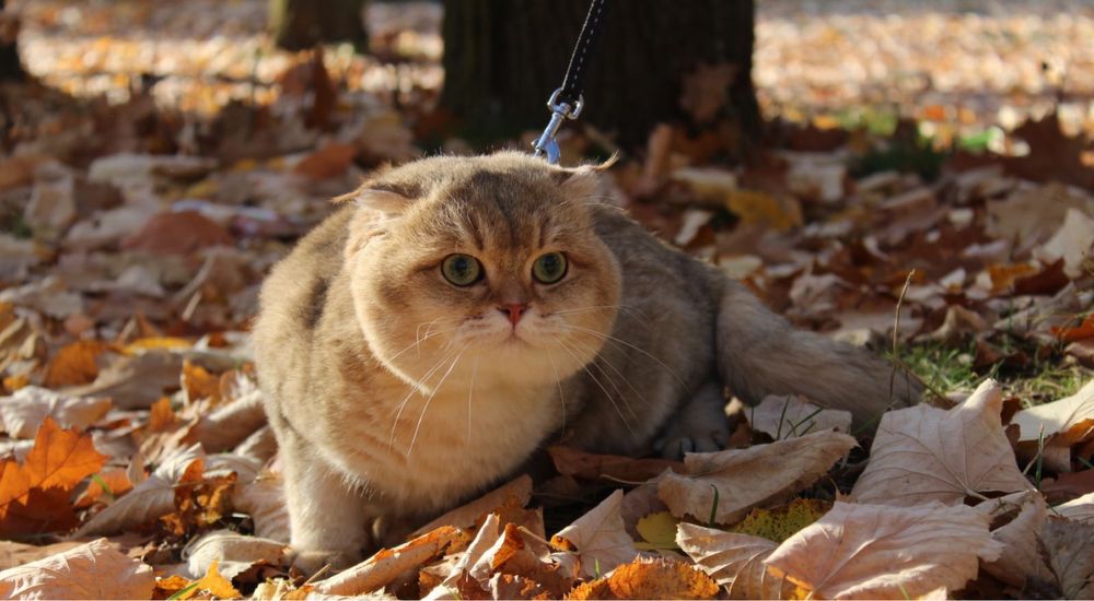 Шотландски клепоух котарак златна чинчила