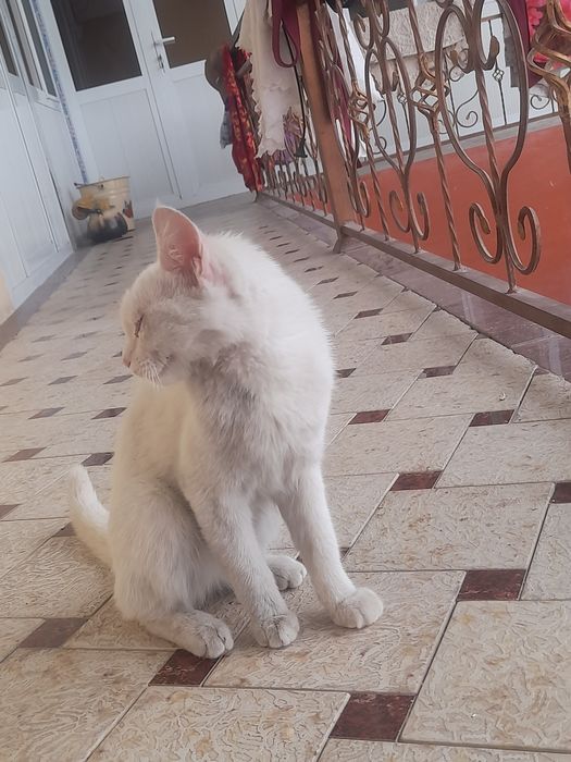 Mushuk 5 yarim 6 oyli