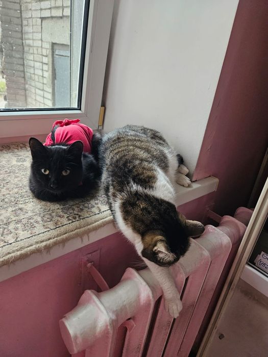 Молодые кошечки в поиске дома