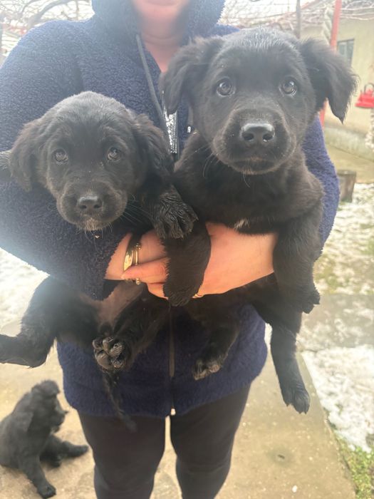 Подарявам кученца