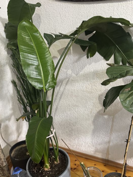 Комнатные цветы для дома офисов