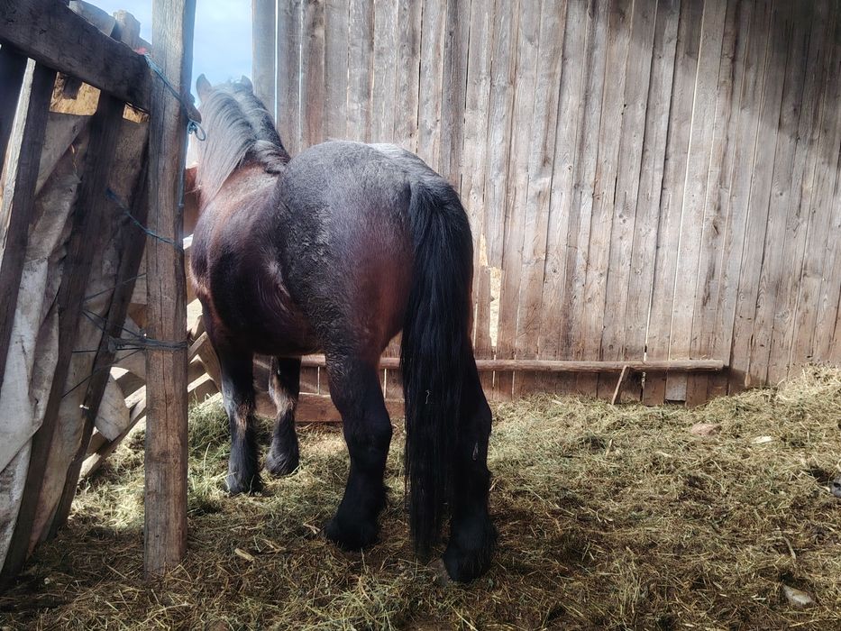 Vand Armăsar de un an și șapte luni