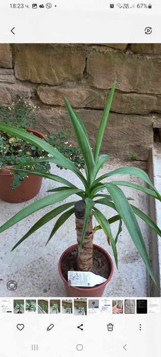 Студоустойчива палма ЮКА