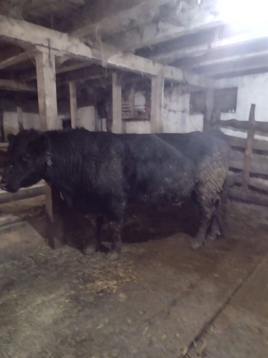 Taur angus cu pedigree