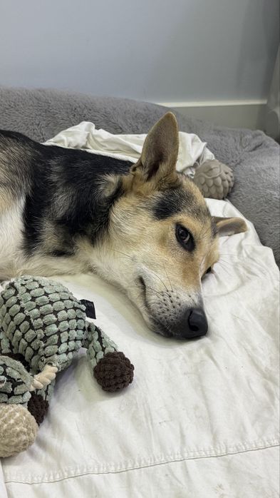 Пристраивается добрая девочка