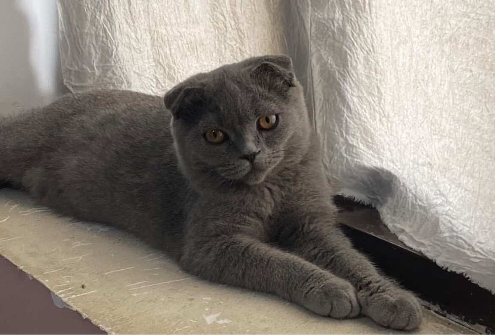 Mushukcha/ кошка