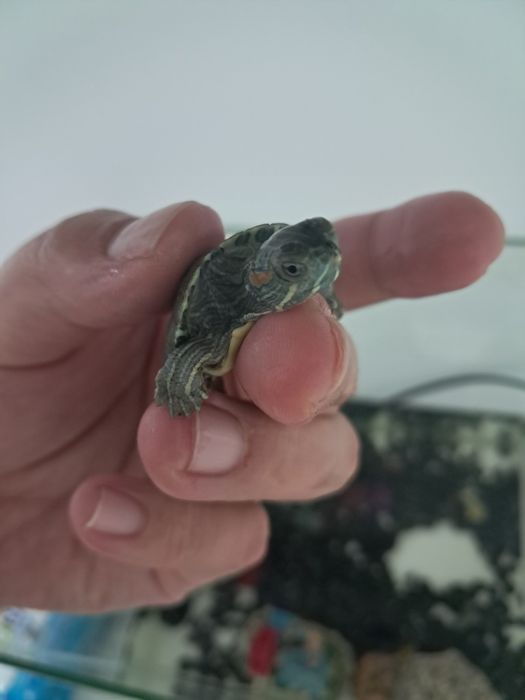 Аквариум с черепахой