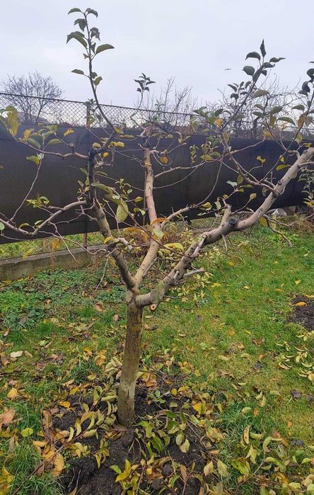 Curățarea/ tăierea/ toaletarea pomilor fructiferi