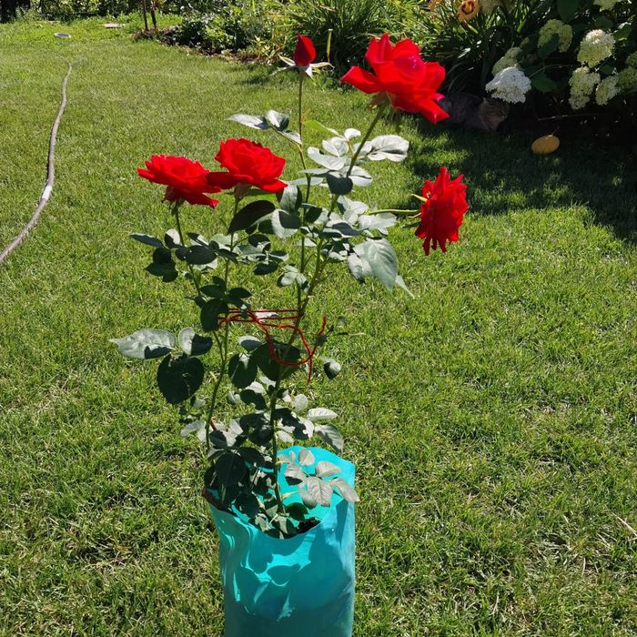 Розы с закрытой корневой