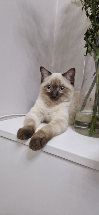Отдам тайского кота в добрые, любящие руки