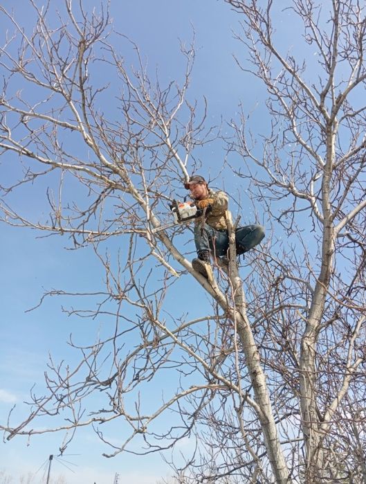 Спил деревьев агаш кесемиз