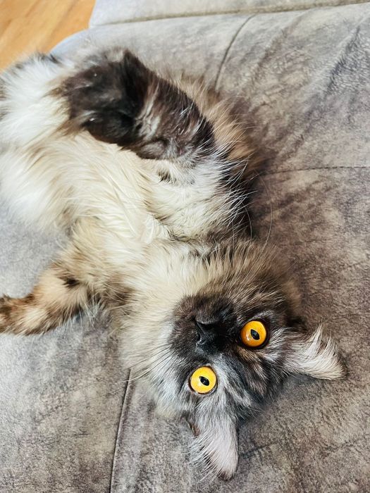 Продам Кошку скоттиш страйт