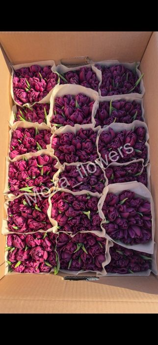 Белорусский тюльпан качество премиум