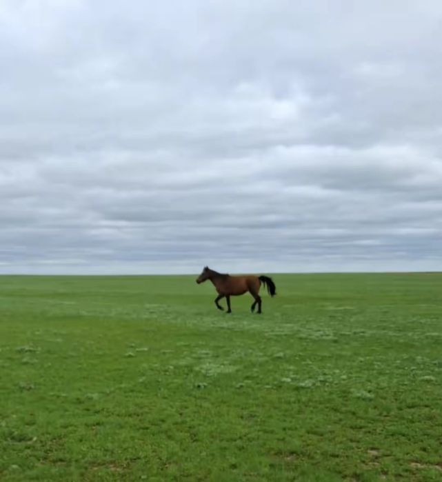 Сауын биелер бар