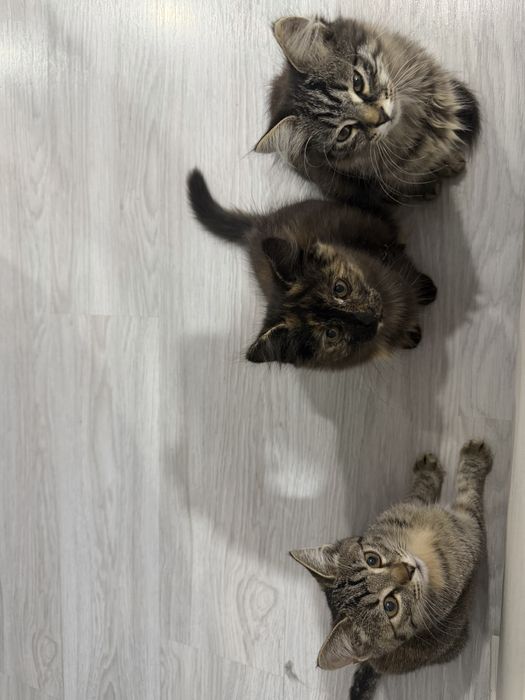 Отдам котят в хорошие руки