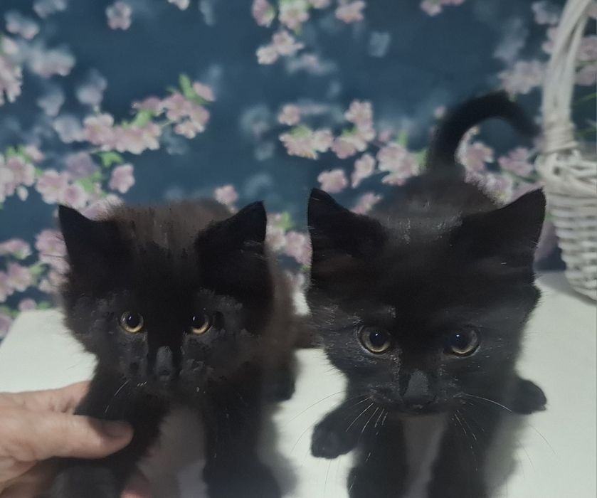 Котята мальчик,девочка