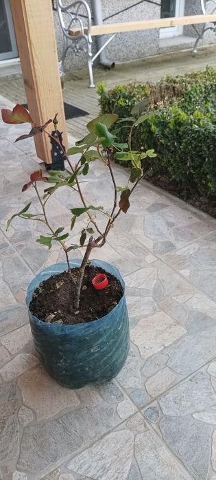 Продавам рози,алое,салвия,евонимус,чашкодрян,чемшир и делосперма