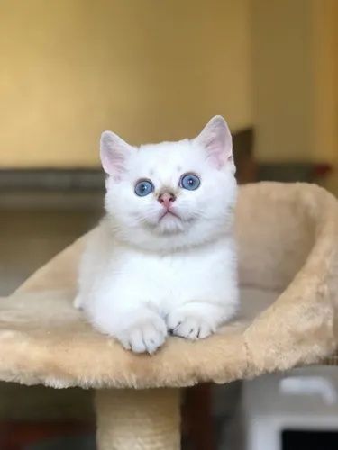 Котёнок серебристый Шиншила Поинт