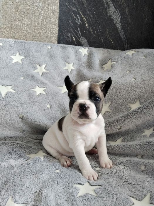 Продам французских бульдожек