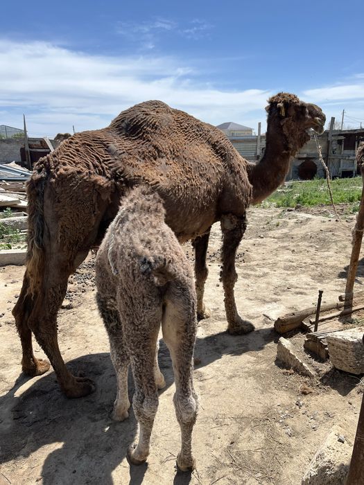 Сүтті түйе сатылады…