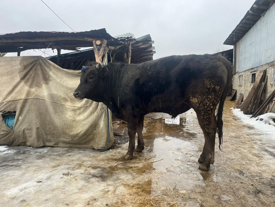 Продам Алатау быка