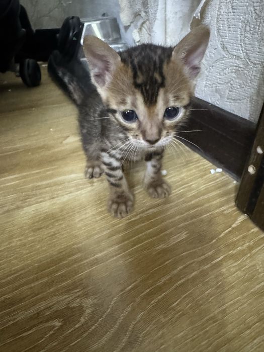 Продам бенгальских котят