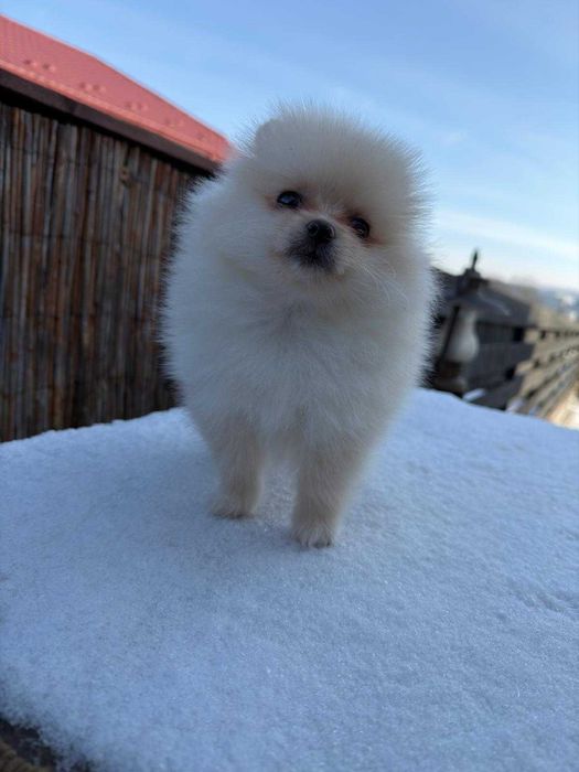 Pomeranian mascul  minitoy