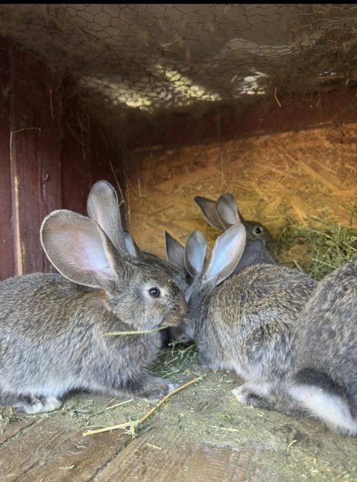 Urias German, Fluture German, Havana