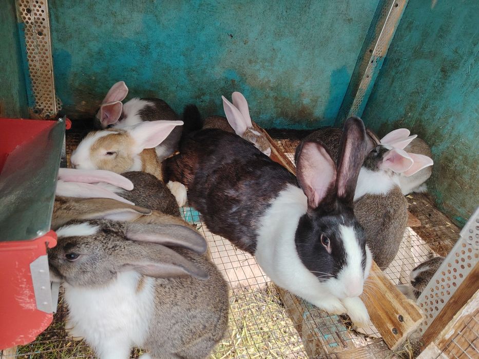 Hycole tineret disponibili!