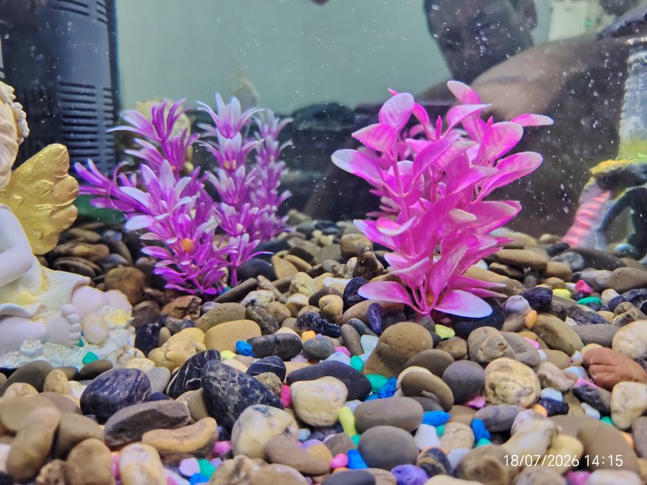 Akvarium baliqlari bilan (Аквариум) 65*45*30