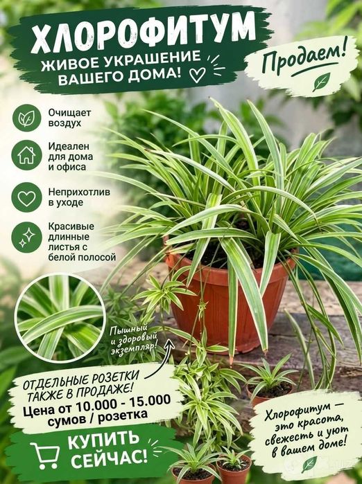 Хлорофитум. Свежесть и уют в вашем доме, или офисе